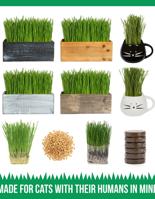 Load image into Gallery viewer, Organic Cat Grass Growing Kit with Black Cat Mug Planter
