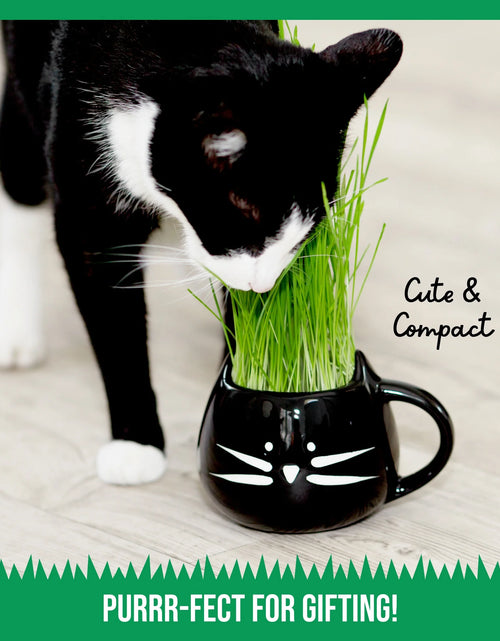 Load image into Gallery viewer, Organic Cat Grass Growing Kit with Black Cat Mug Planter
